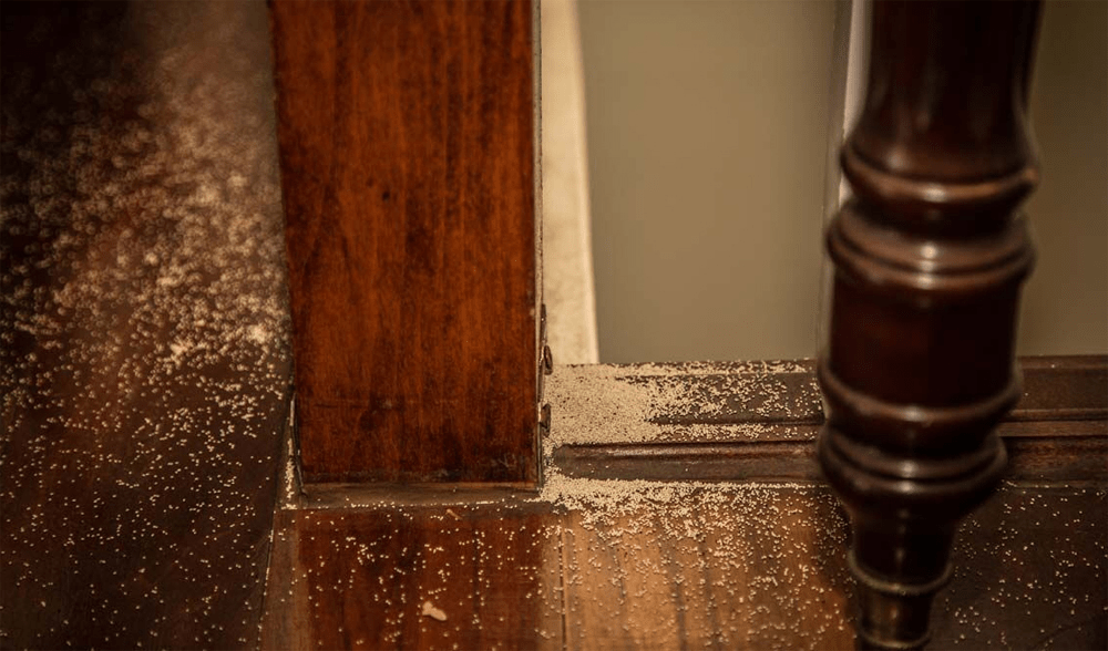 Can Termites Survive During the Cold Winter?