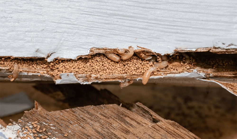 Can Termites Survive During the Cold Winter?