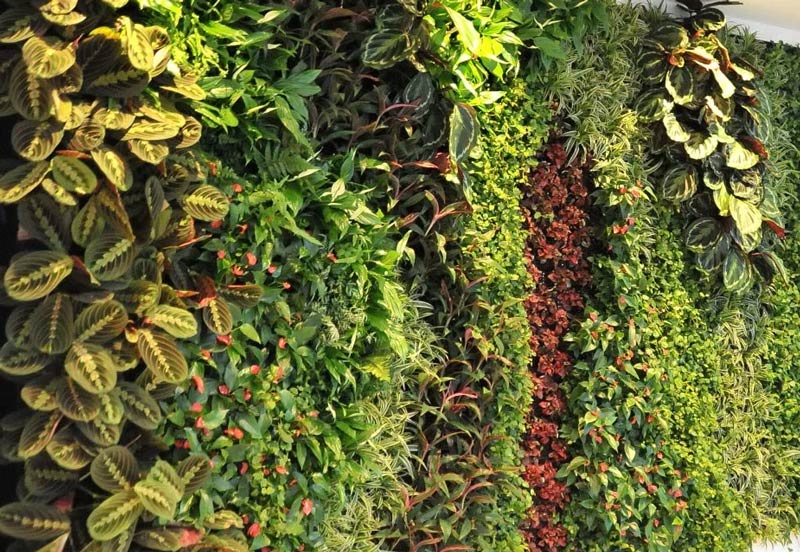 Indoor Plants Safe Air Quality Ltd