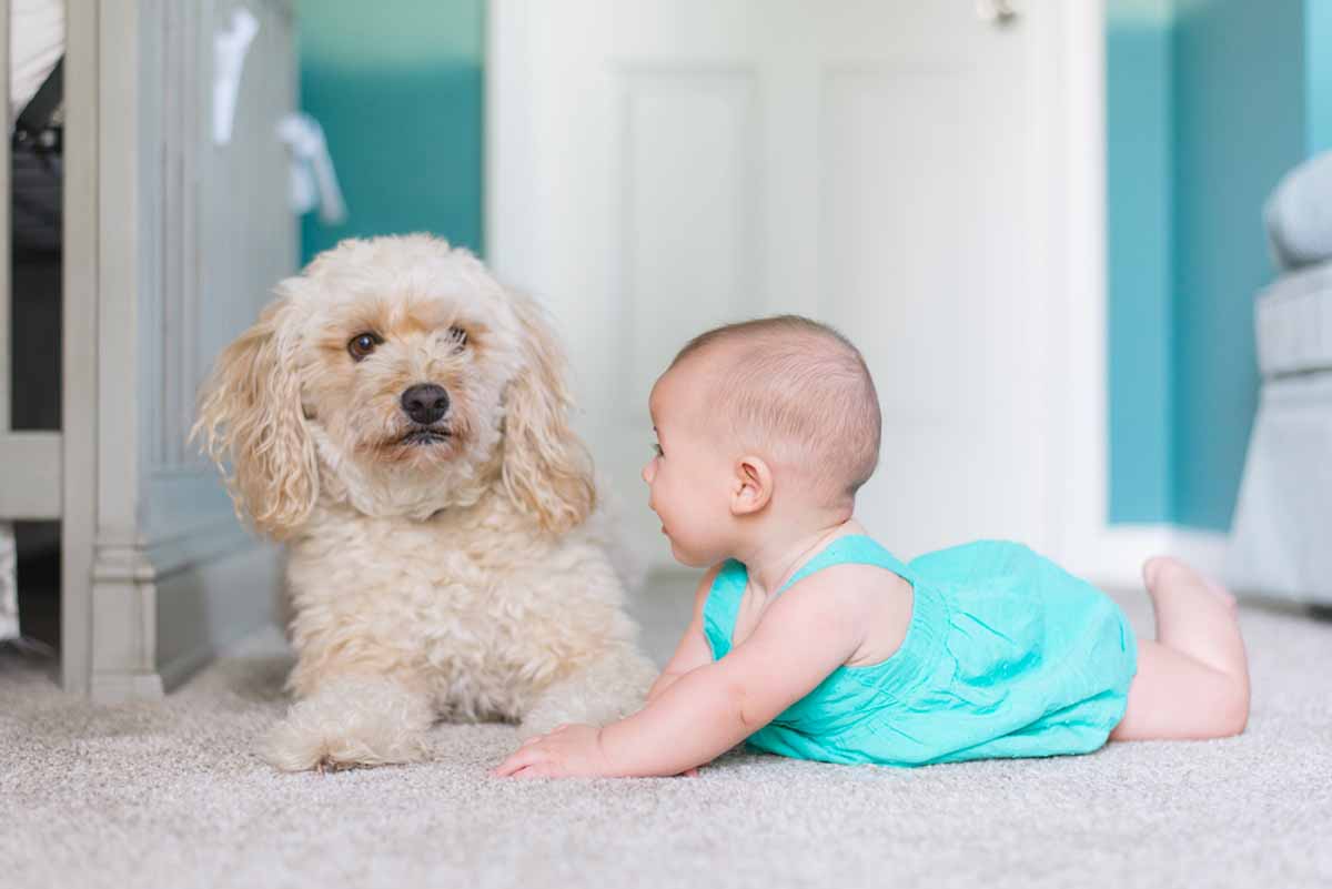 Introducing Pets to Babies