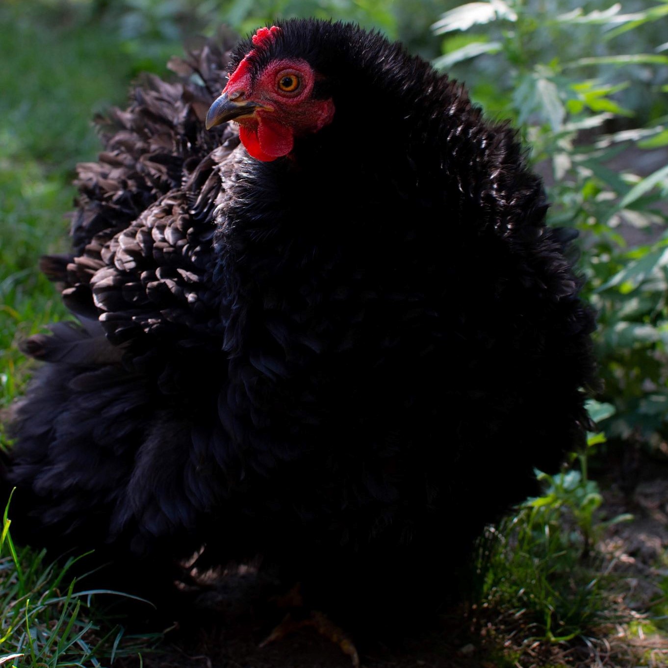 Chickens Safe Haven Farm Sanctuary