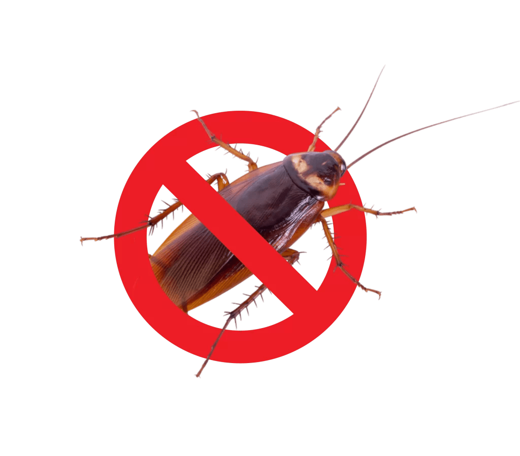 Cockroach Pest Control Sydney German Cockroach Pest Control Safe