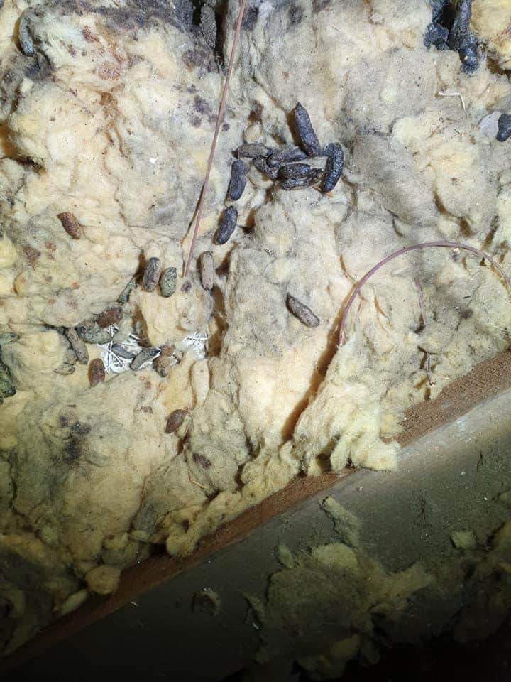 10 Signs of a Rat Infestation in Your Home Safe Pest Control