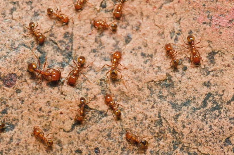 Home Pest Control Frisco TX Safe Pro Pest