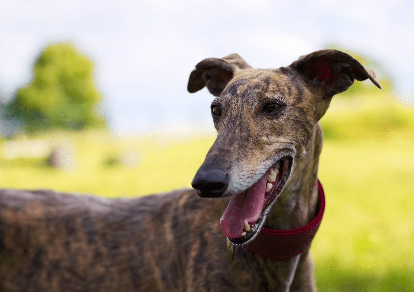 11 Best Dogs for Elderly Seniors