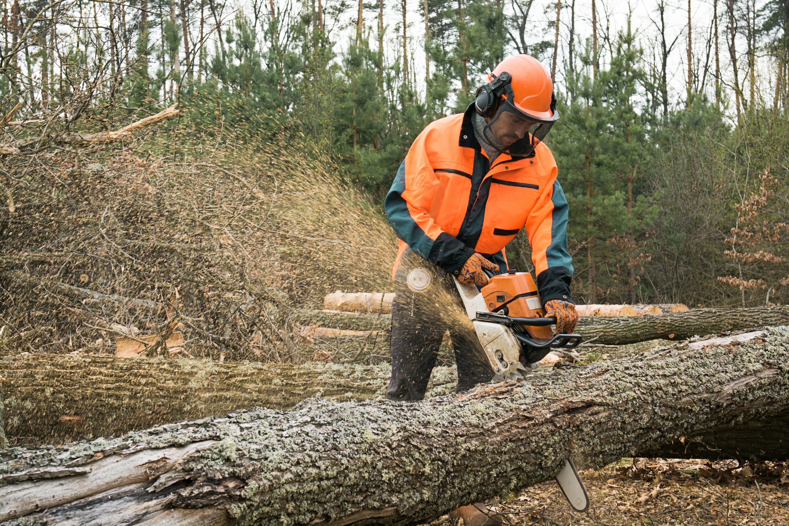 Chainsaw Safety A Guide to Training, Hazards, and Inspections Safesite