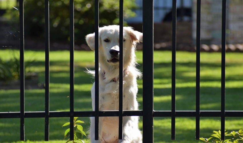 How Do I Stop My Dog from Jumping The Gate? SafetySection