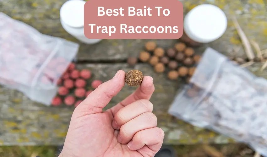 Best Bait To Trap Raccoons [The Most Perfect Solution]