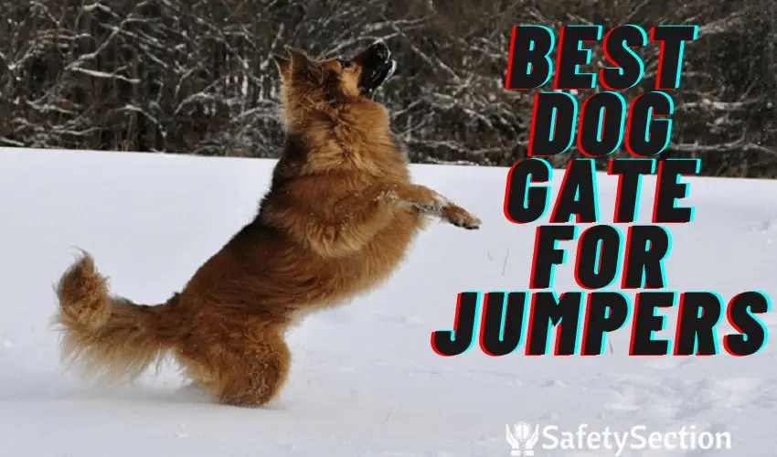 Best Dog Gate For Jumpers in 2022 [Perfect Pet Safety Gate For You]