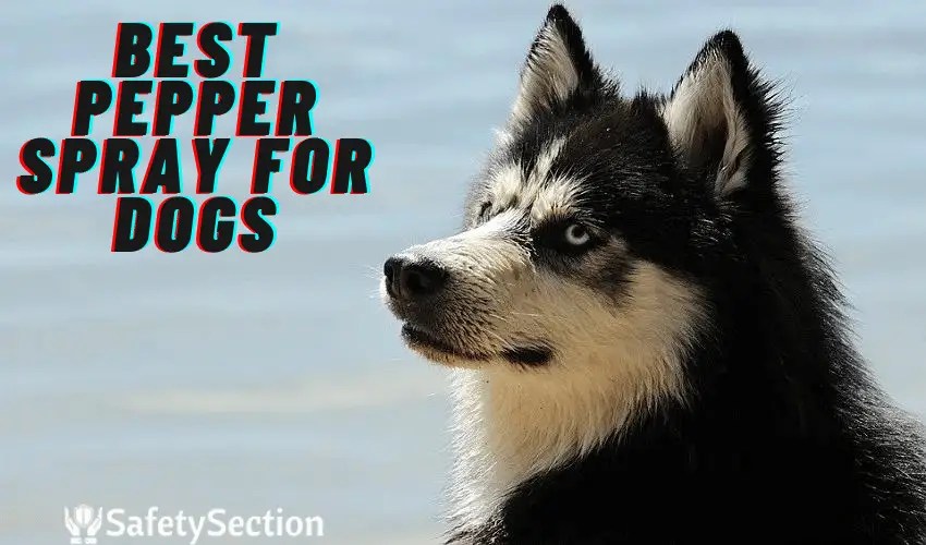 Best Pepper Spray For Dogs in 2023 Protect Yourself and Your Pets