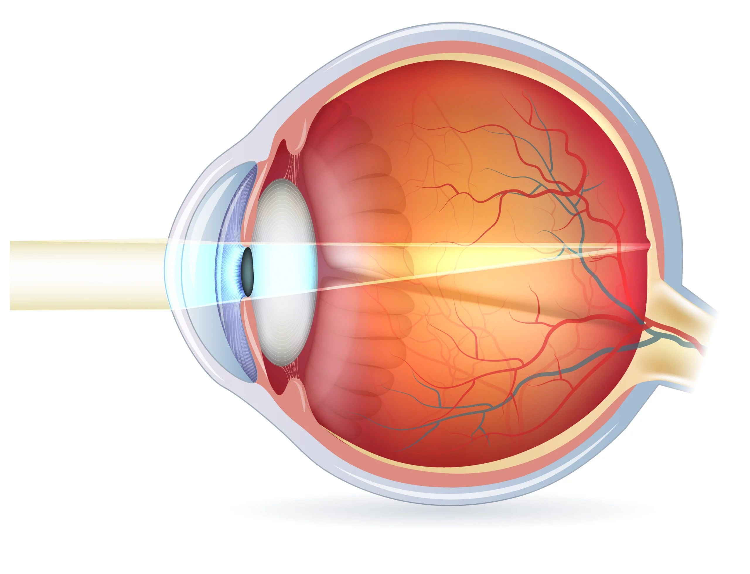 ¿Cómo funcionan nuestros ojos? SafeVision