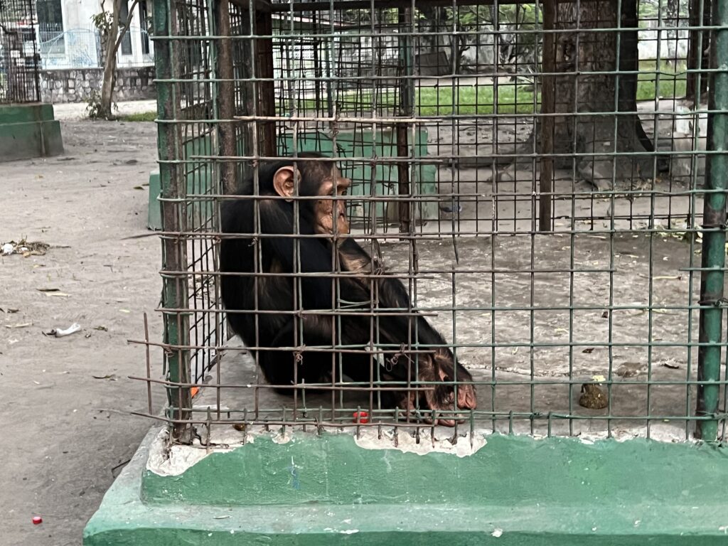 The Truth About Roadside Zoos SAFE Worldwide