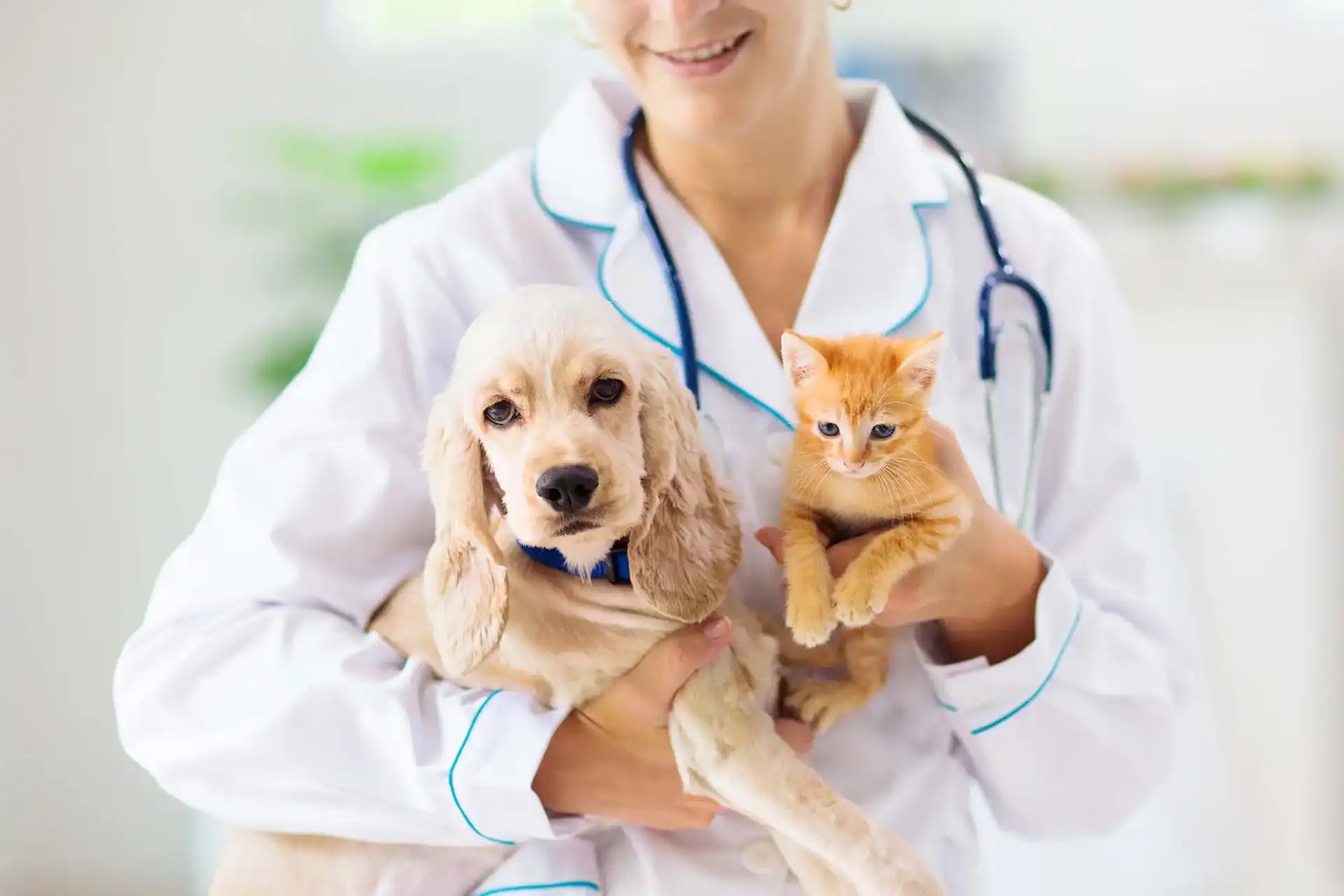 Low Cost Vaccine Clinics Safford Veterinary Services