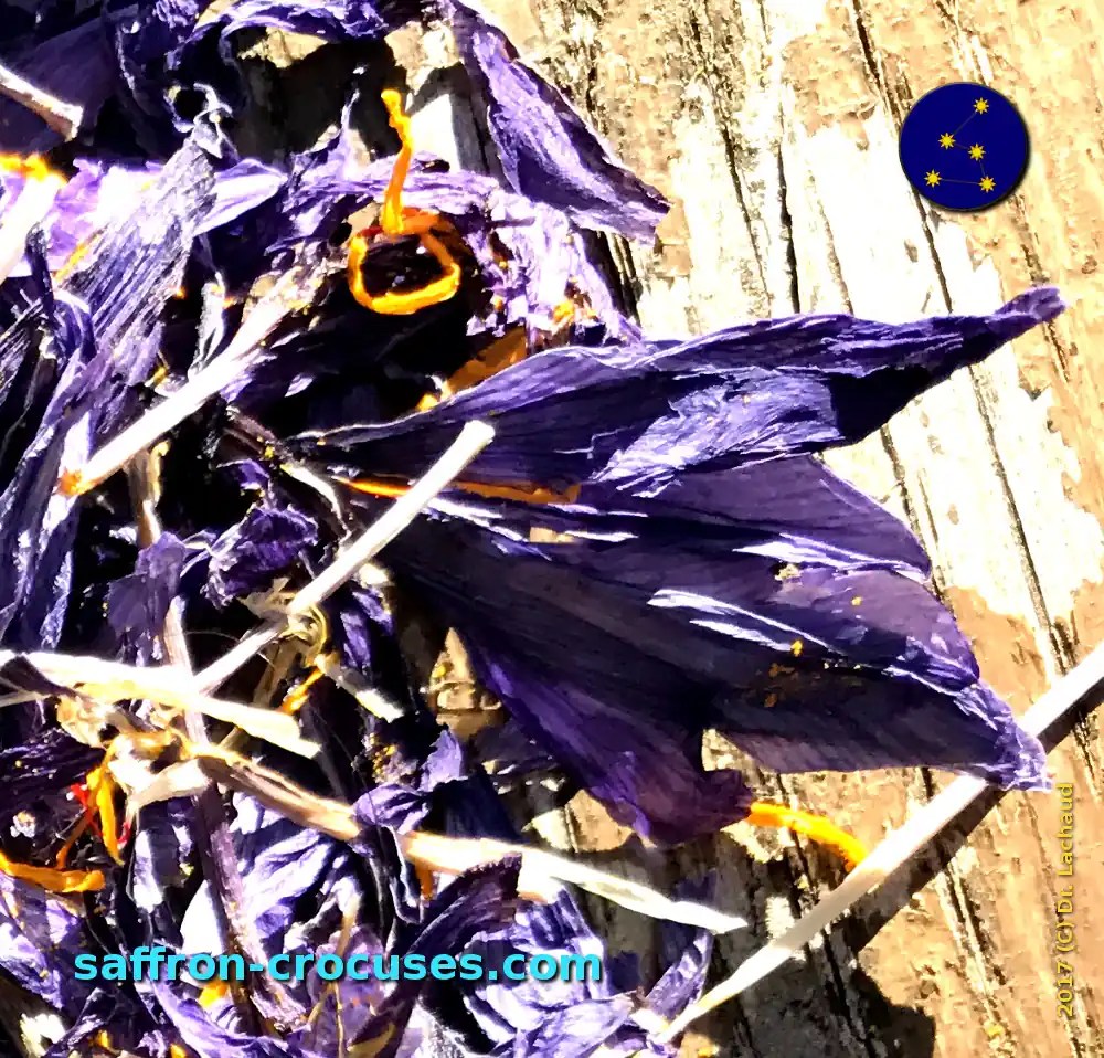 Saffron petals for cosmetics