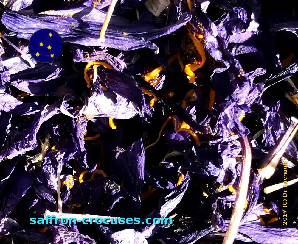 Saffron petals for cosmetics