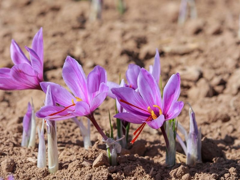 How to Grow Saffron? Saffron Australia