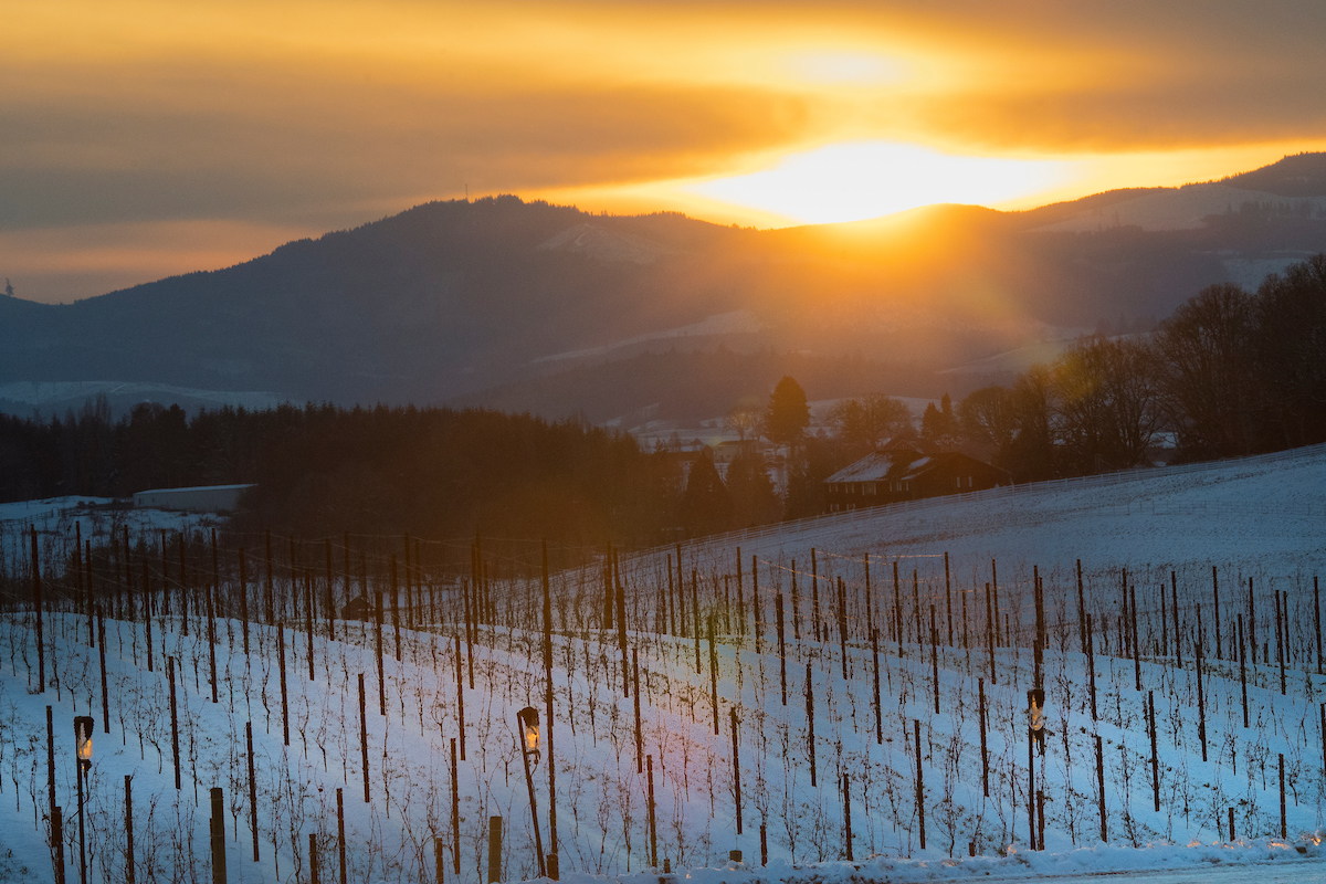Seasons Saffron Fields Vineyards