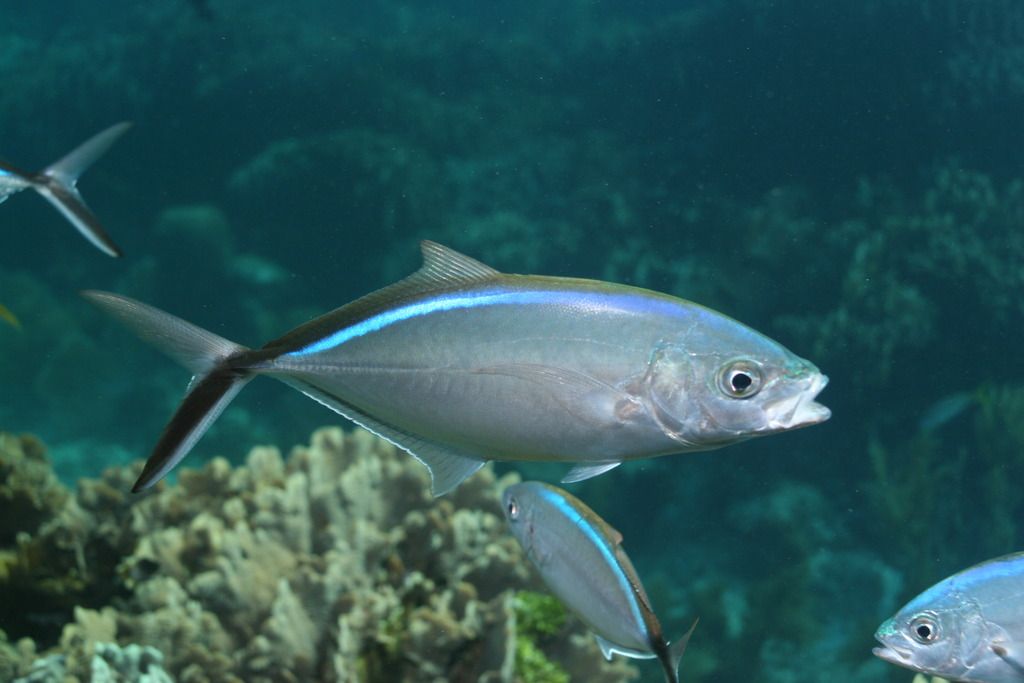 Jack, Bar South Atlantic Fishery Management Council