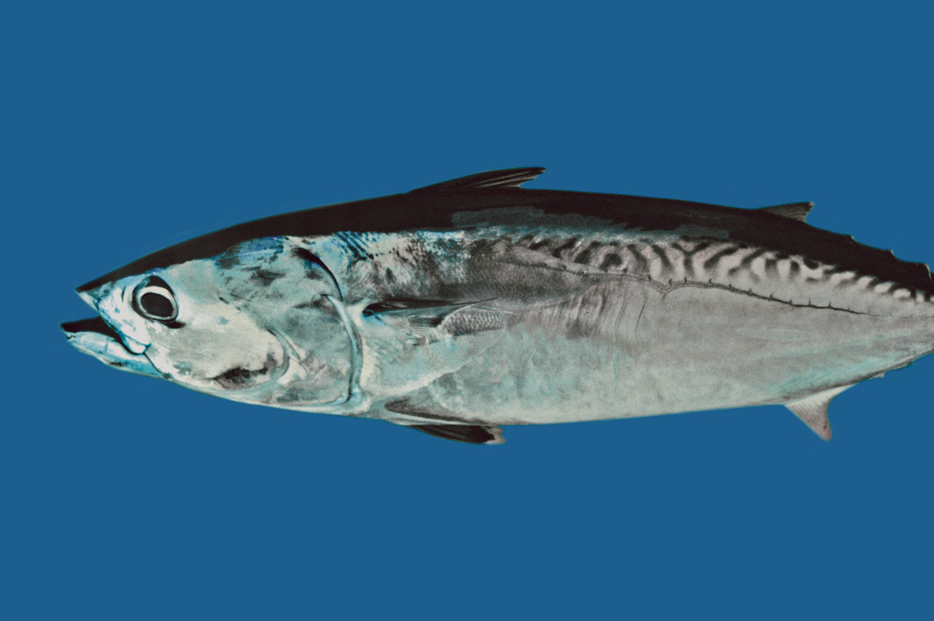 Mackerel, Frigate South Atlantic Fishery Management Council