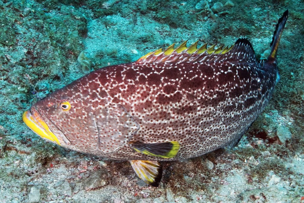Grouper, Yellowfin South Atlantic Fishery Management Council
