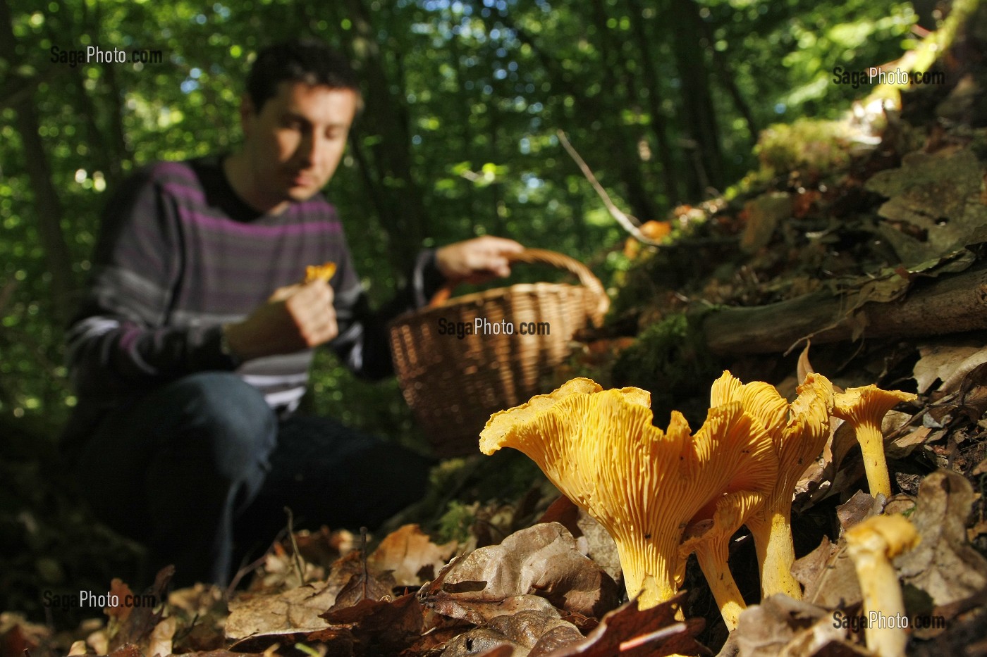 photo de RAMASSAGE DE CHAMPIGNONS COMESTIBLES (GIROLLES OU CHANTERELLES