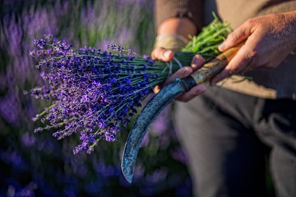 Fresh Lavender Bundle True Sage Creations Farm