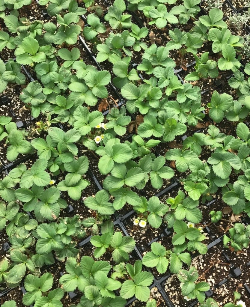 Growing with Lavender Archives Sage Creations Organic Farm