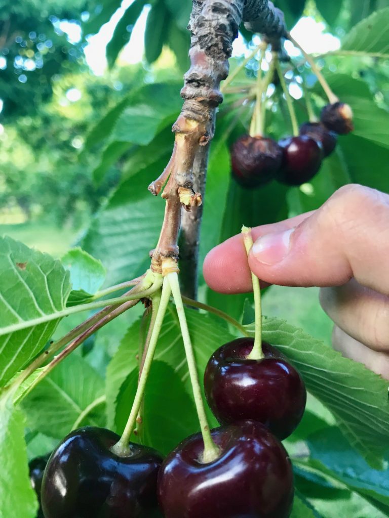 How to harvest & store cherries (plus, our 3 favorite cherry recipes