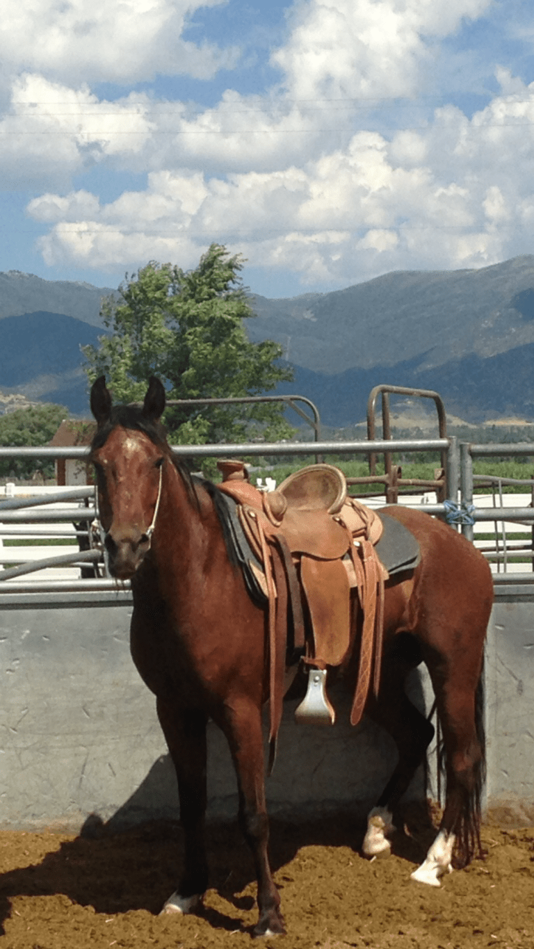 Mustang Feeling His First Saddle