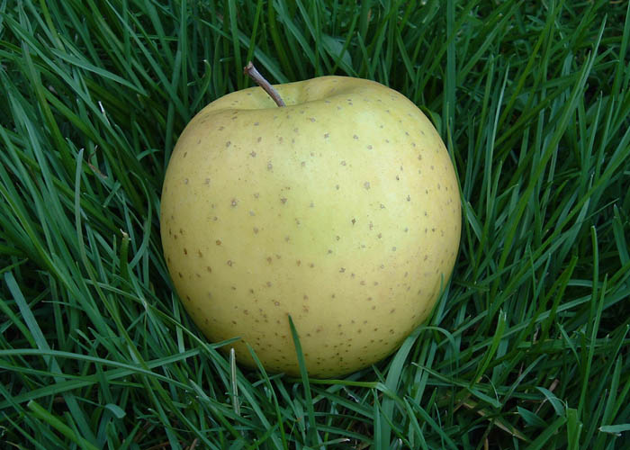 Apple Varieties found at Sage's Apples