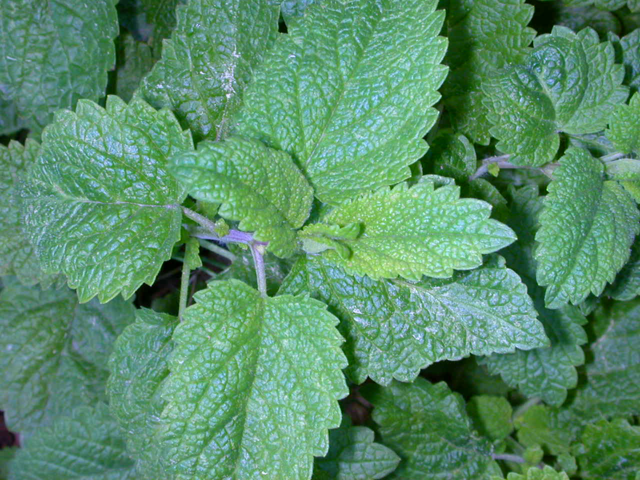 Lemon Balm Herb Sagescript