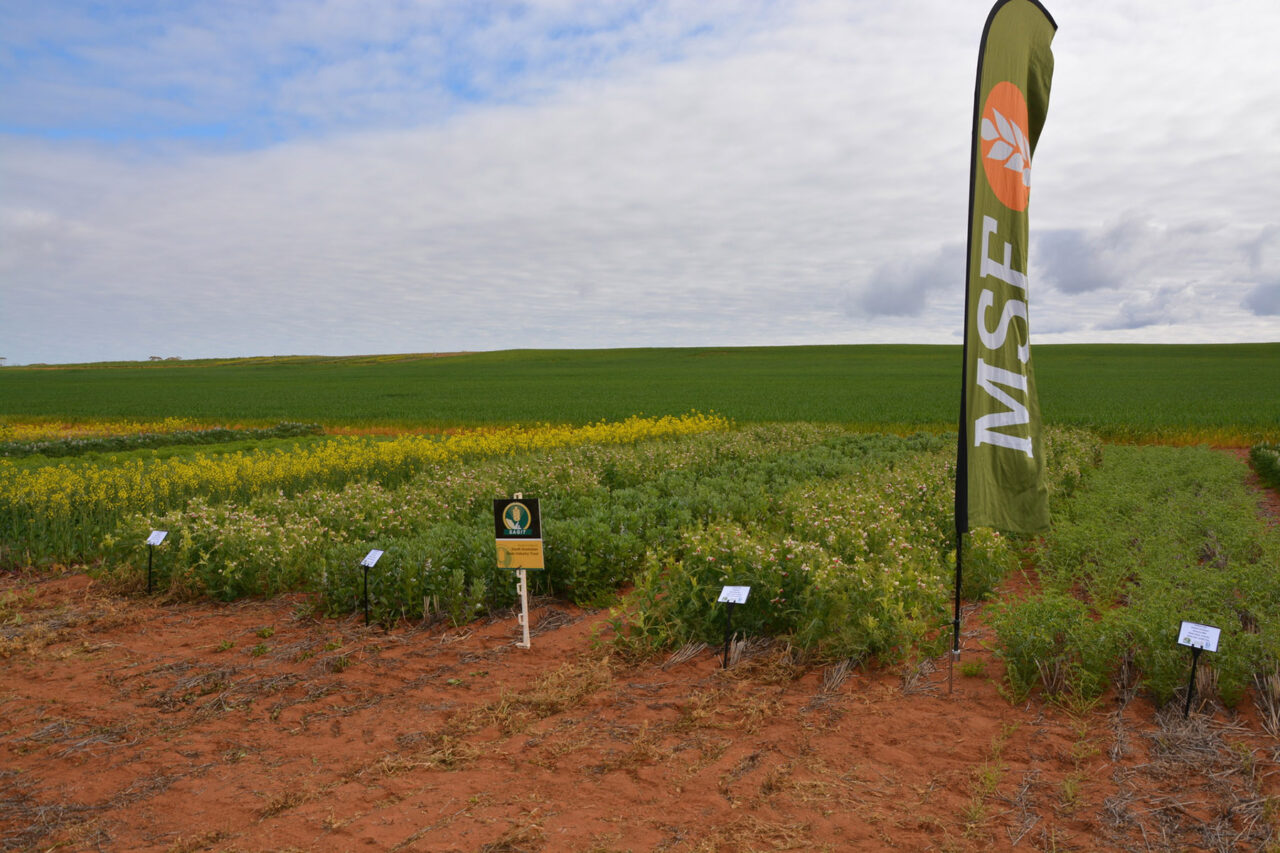Adopting Profitable Crop Sequences in the South Australian Mallee
