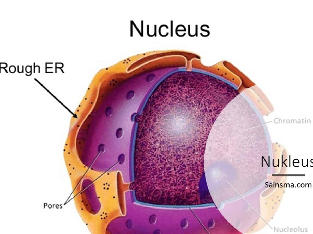 Sel Hewan Bagian, Struktur, Fungsi, dan Gambarnya Sahabatnesia