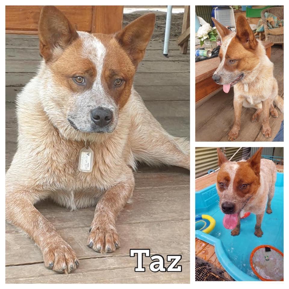 Dogs for Adoption South Australian Humane Animal Rescue Association