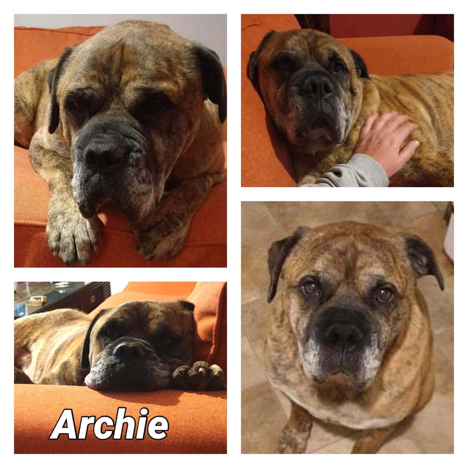 Dogs for Adoption South Australian Humane Animal Rescue Association