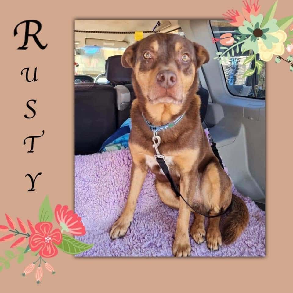 Dogs for Adoption South Australian Humane Animal Rescue Association