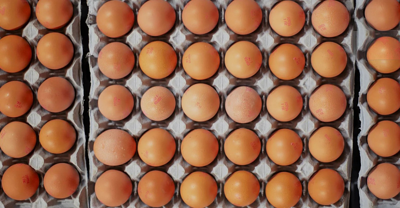 The Federal Government to Create 1 Million Jobs Through Egg Production