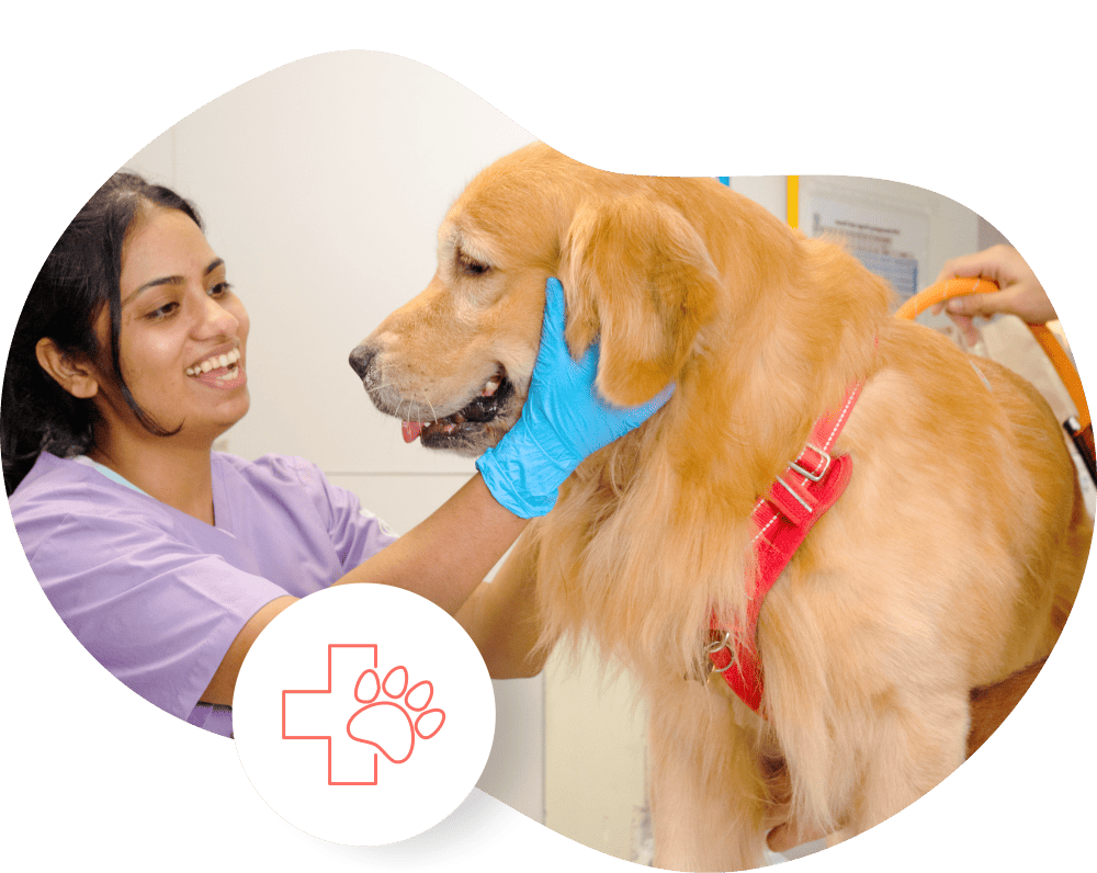 Advanced facilities,Expert careSmall Animal Hospital Mumbai