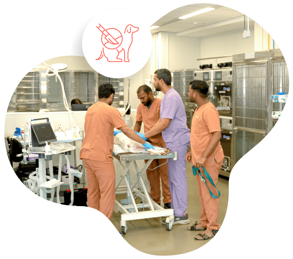 Advanced facilities,Expert careSmall Animal Hospital Mumbai