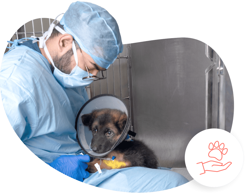 Advanced facilities,Expert careSmall Animal Hospital Mumbai