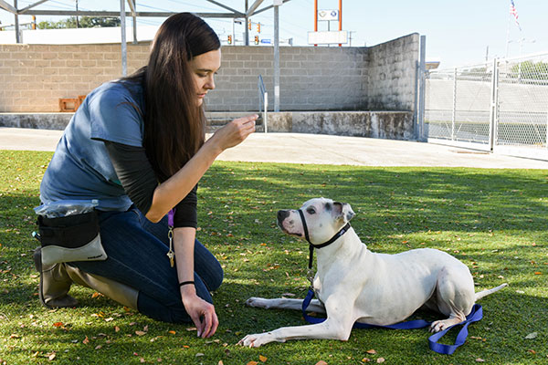 Benefits of Training Your Dog