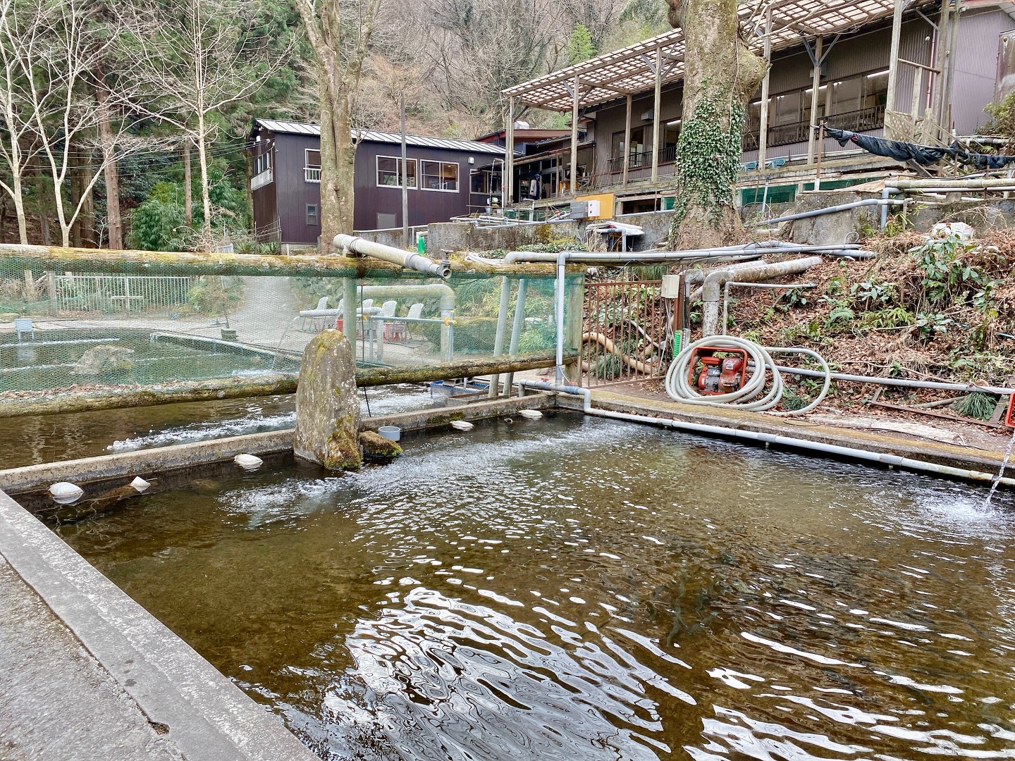 寄居町風布にある「風布にじます釣り堀センター」でニジマスを釣って食べてきた。 埼北つうしん『さいつう』