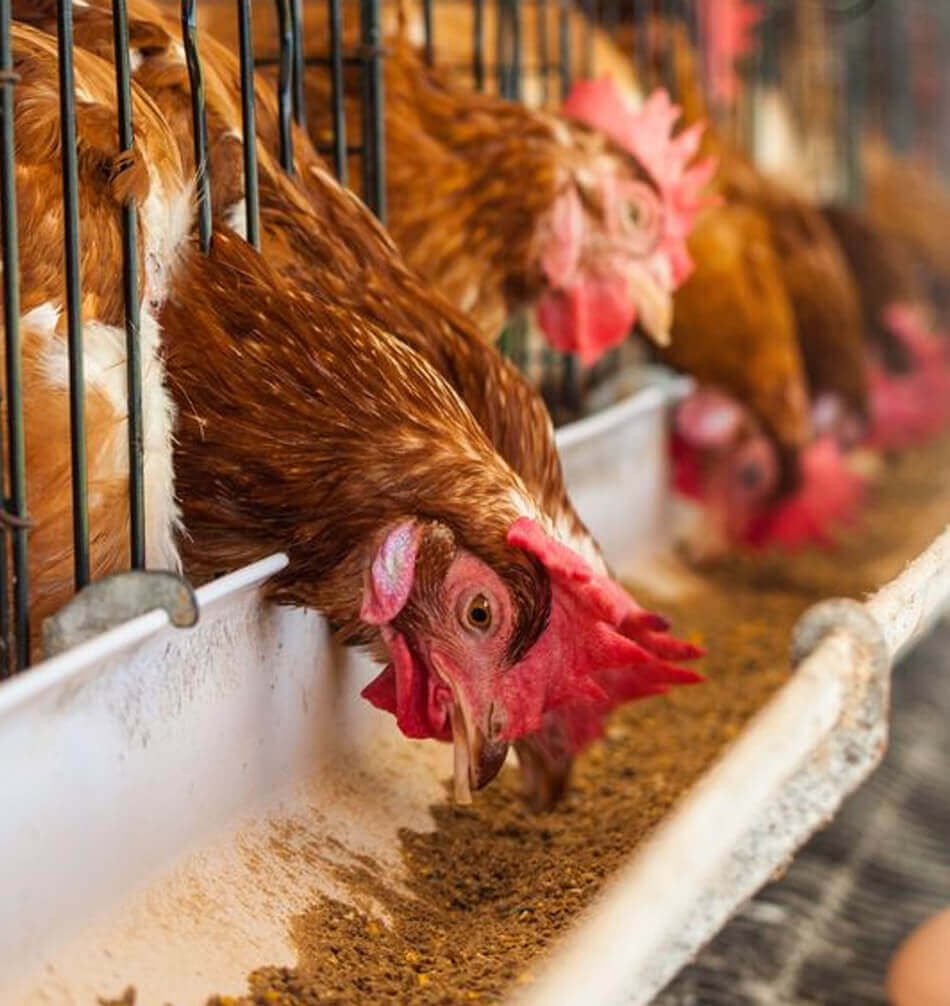 Animal Feed Premix Manufacturers & Additives Suppliers