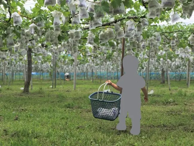 【さいたま市から近いぶどう狩り15園】2021年埼玉県、食べ放題OKの園も！ さいファミ！さいたま市ファミリーのためのWEBメディア