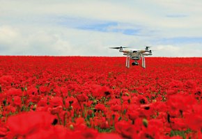 Poppy field