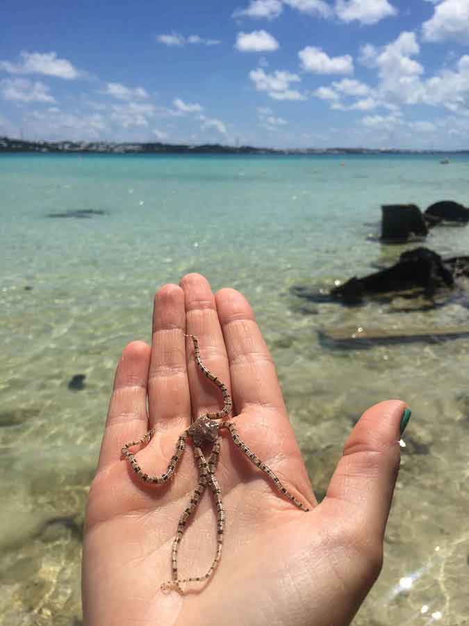 Low Tide Sail Bermuda
