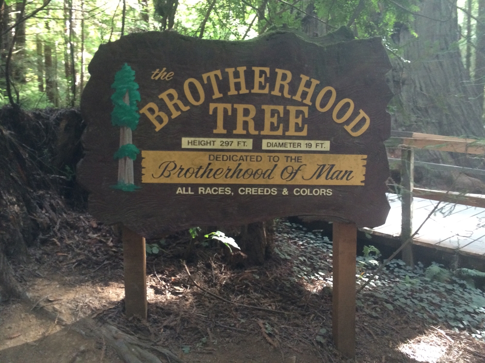 Road Trip San Francisco to Crescent City Sailing With Bloom