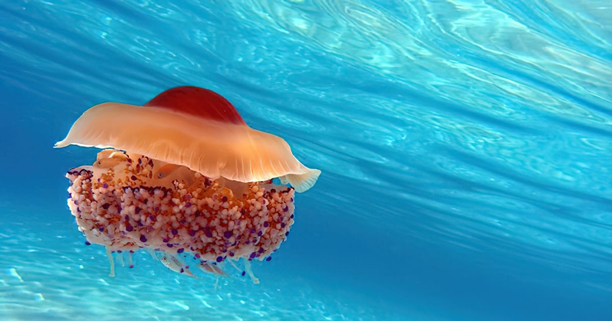 The Mediterranean jellyfish the benefits and the crucial protection