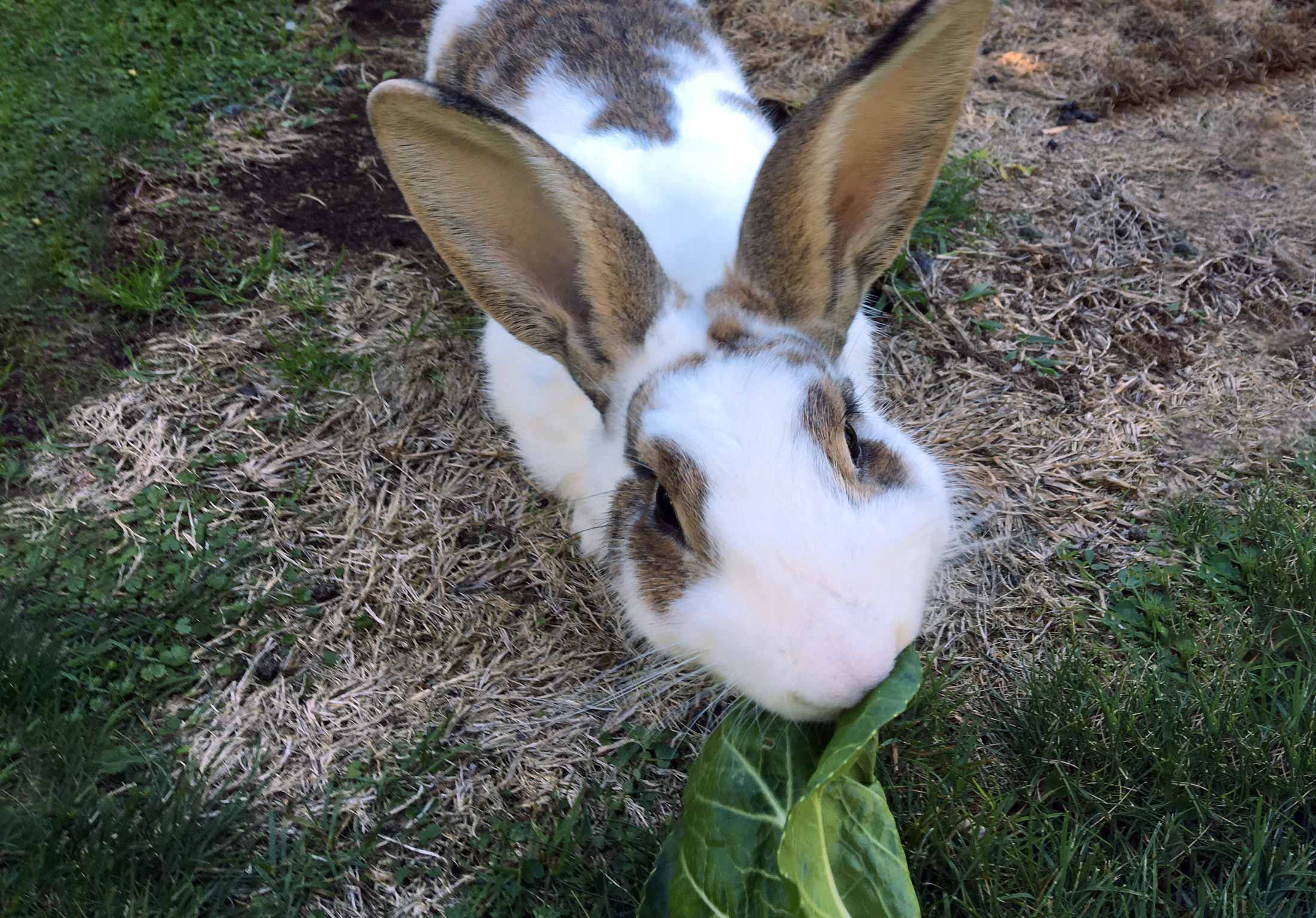 Bunn Bunn Saint Beans Animal Sanctuary for Lambs