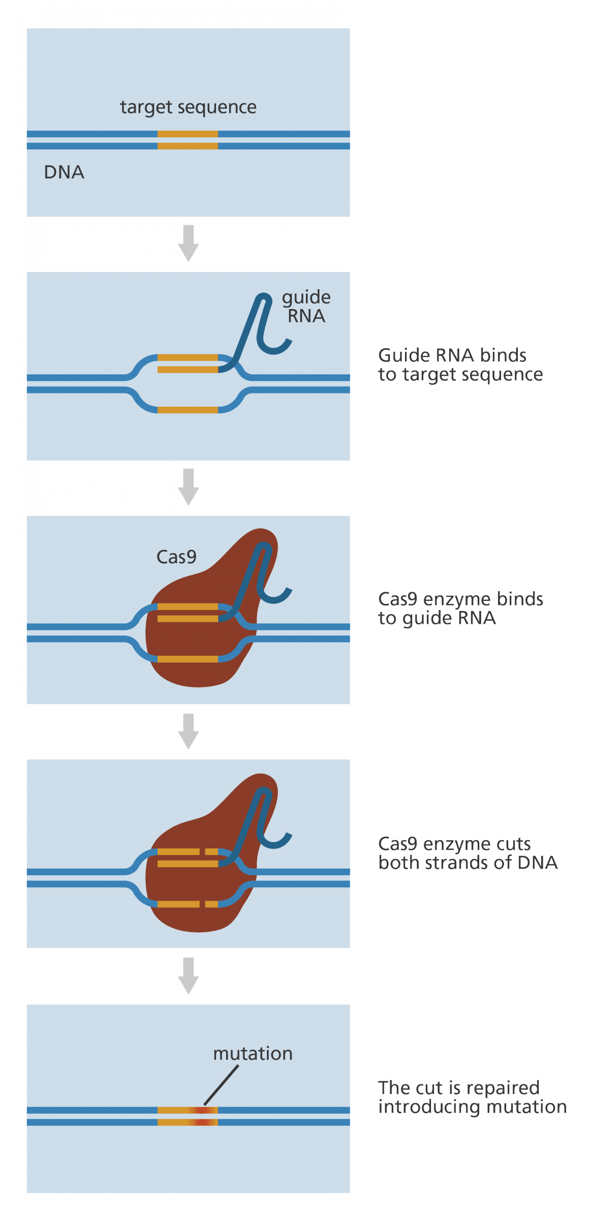 crisprcas9_process_yourgenome Saintif